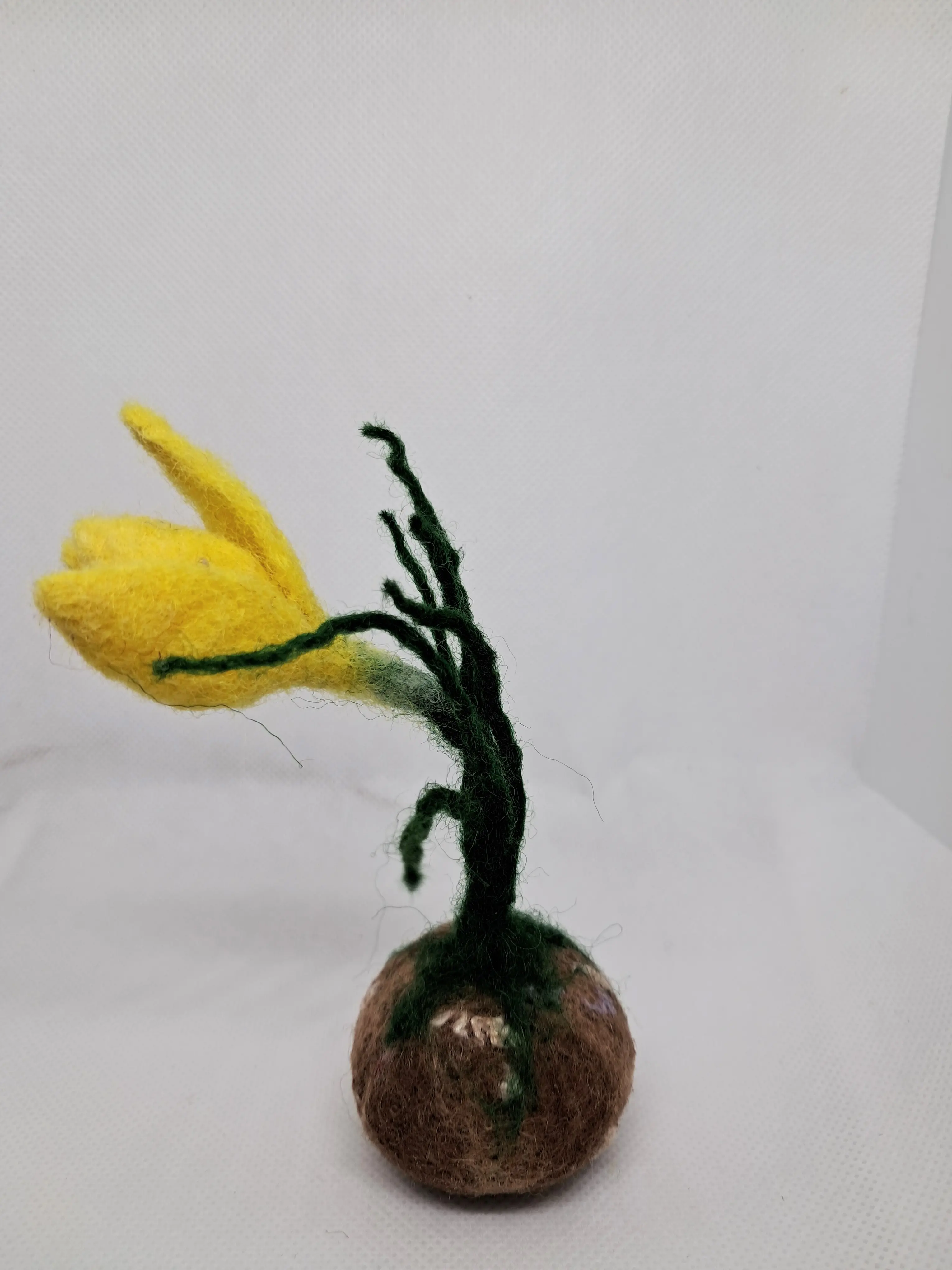 Жълт минзухар